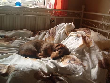 Gravhund Rønhøjs Dolly billede 5