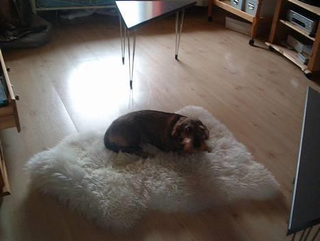 Gravhund Rønhøjs Dolly billede 6