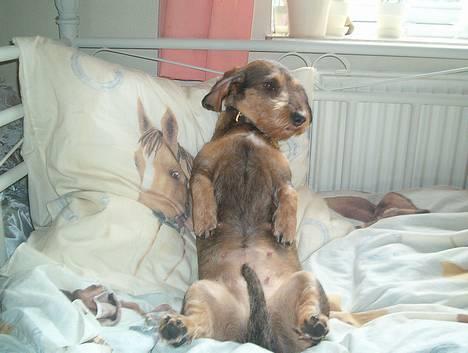 Gravhund Rønhøjs Dolly billede 7