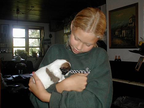 Dansk svensk gaardhund Jackie - Lille Jackie.. ikk engang 8 uger her.. (taget hos Kirsten og Leif) billede 1