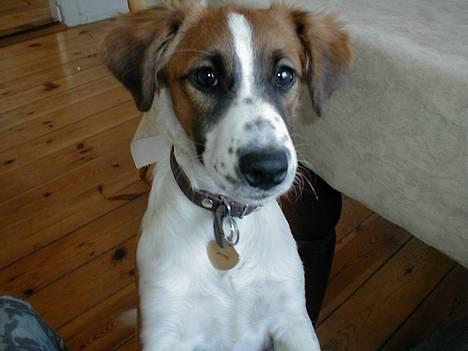 Dansk svensk gaardhund Jackie - Hej Paxie.. XD billede 2