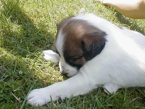 Dansk svensk gaardhund Jackie - her er hun kun på besøg hos os... det er sommer og hun er knapt nok 6-uger billede 3