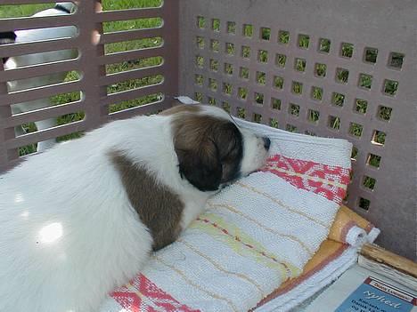 Dansk svensk gaardhund Jackie - hun er stadig kun på besøg... men meget træt.. Lille dyr..  <3 billede 4