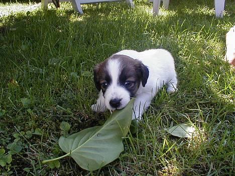 Dansk svensk gaardhund Jackie - SHIT man, det er farligt.. :D billede 5
