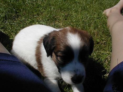 Dansk svensk gaardhund Jackie - Lille Paxie.. Stadig på besøg.. billede 6