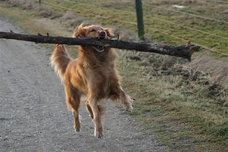 Hovawart Silly (HofJoy´s Elona) - Silly samler grene til sin rede. billede 4