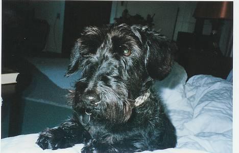 Blanding af racer Bea - Ja her ligner Bea jo en skotte med lange øre billede 1