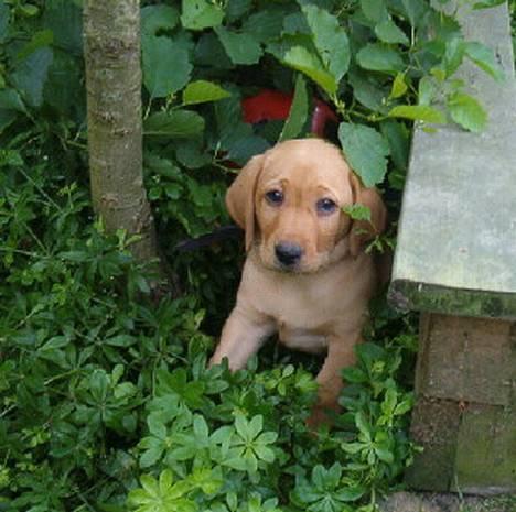 Labrador retriever bella - er jeg ikke bare dejlig, en rigtig lille charmetrold billede 1