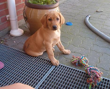 Labrador retriever bella - endnu et billede, jamen jeg er jo også sød billede 2