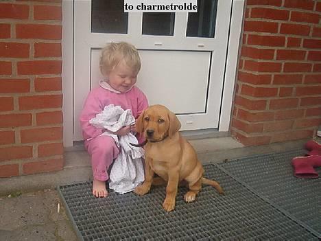 Labrador retriever bella - her sidder jeg så sammen med laura en sød lille pige, men nu når jeg er vokset lidt er hun lidt bange for mig, men jeg er jo også stor i forhold til hende billede 3