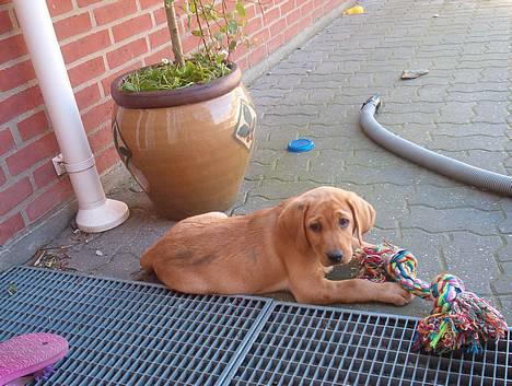 Labrador retriever bella - harj maria... hvad vil du nu!!! billede 4
