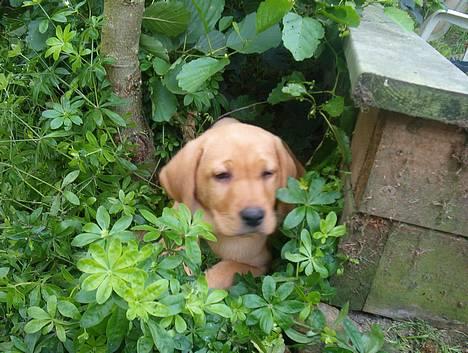 Labrador retriever bella - æv... du fandt mig!!! billede 5