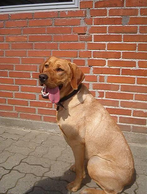 Labrador retriever bella - hmm... hvad er det der henne billede 8