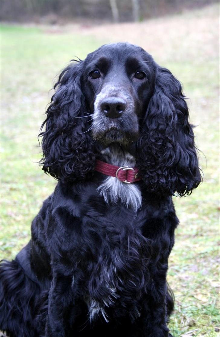 Cocker spaniel Bea - Den smukke :o) billede 6