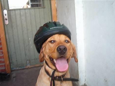 Labrador retriever bella - skal vi cykle en tur billede 10