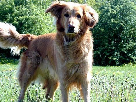 Hovawart Silly (HofJoy´s Elona) - Silly. billede 5