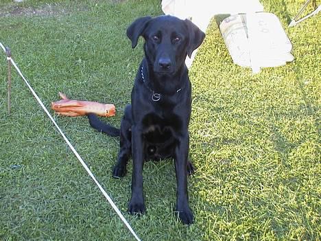 Labrador retriever Walter - sit pænt billede 6