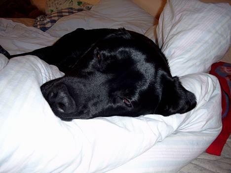Labrador retriever Filippa - Jeg er så træt og sover altså bedst i dynerne billede 9