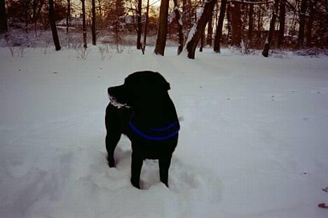 Labrador retriever Filippa - Uh, det er rigtig dejligt at boltre sig i sneen billede 10