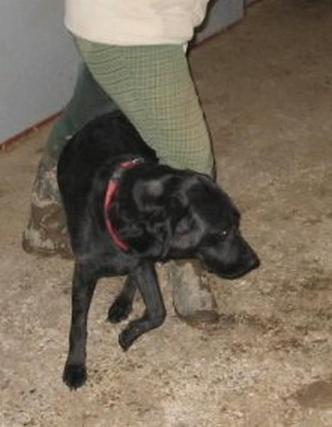 Labrador retriever Emily billede 1