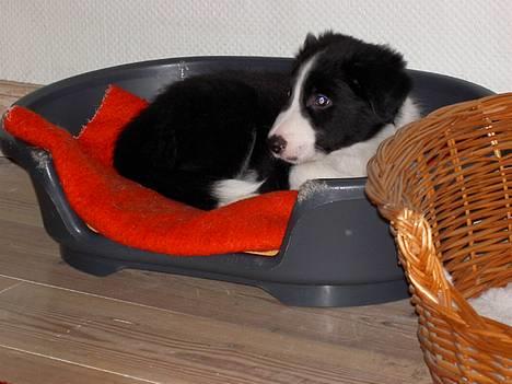 Border collie Tarco *himmelhund* - Tarco som hvalp. billede 5