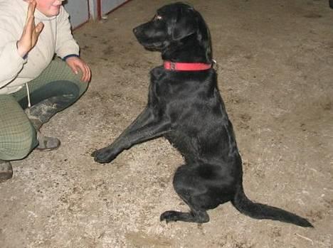 Labrador retriever Emily billede 2