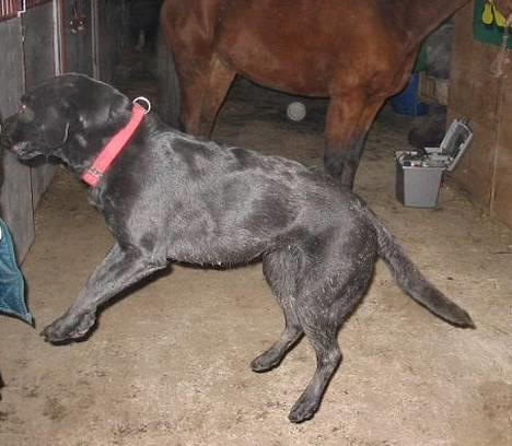 Labrador retriever Emily billede 3