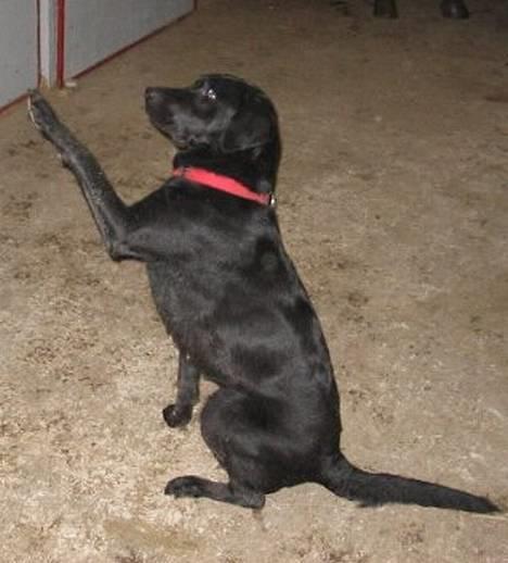 Labrador retriever Emily billede 4