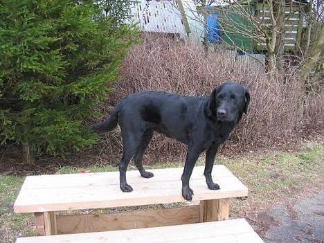 Labrador retriever Emily billede 5