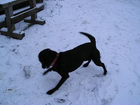 Labrador retriever Emily billede 6