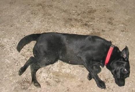 Labrador retriever Emily billede 7