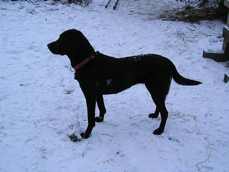 Labrador retriever Emily billede 8