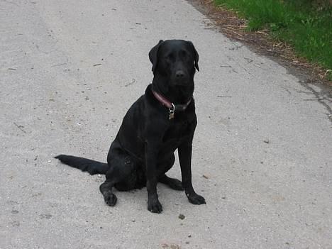 Labrador retriever Emily billede 9