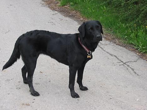 Labrador retriever Emily billede 10