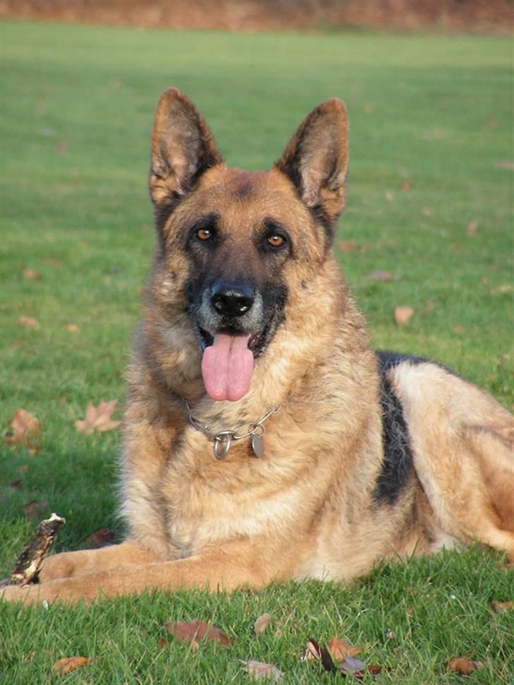 Schæferhund Rico RIP billede 1