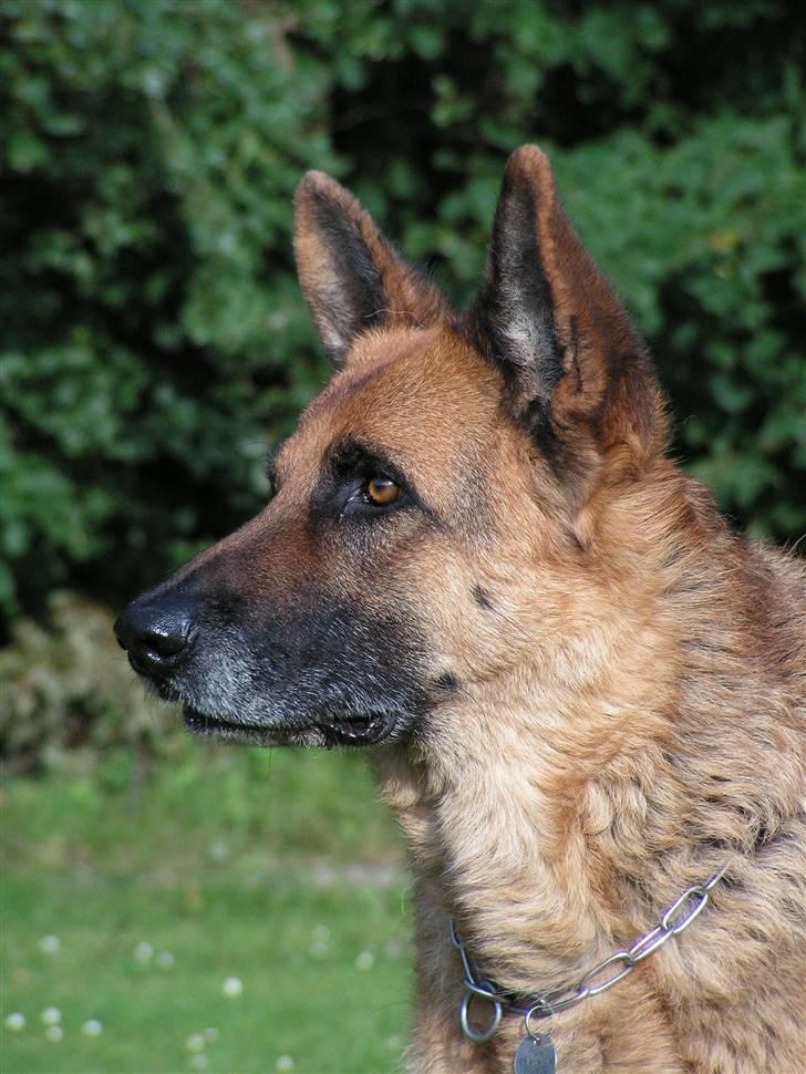 Schæferhund Rico RIP - Juli 2007 billede 2