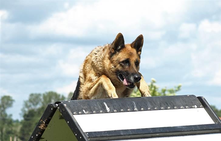 Schæferhund Rico RIP - Juli 2007 billede 3