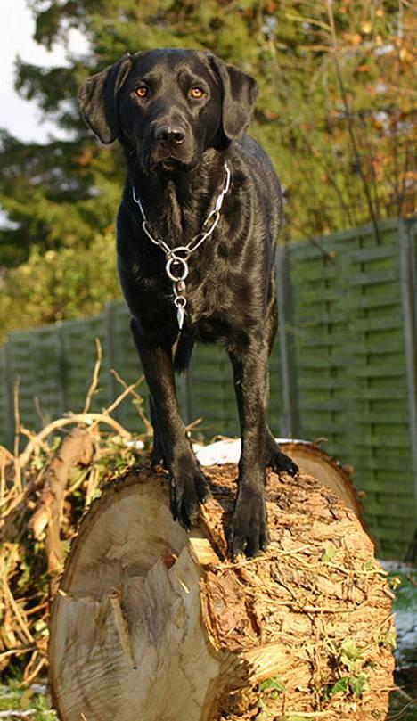 Blanding af racer Balder Himmelhund billede 1