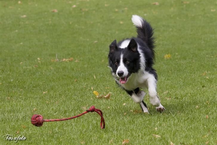 Border collie Tarco *himmelhund* - Tarco leger med sin bold billede 8