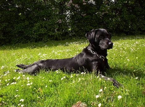 Blanding af racer Balder Himmelhund - Slapper liiige lidt af billede 3