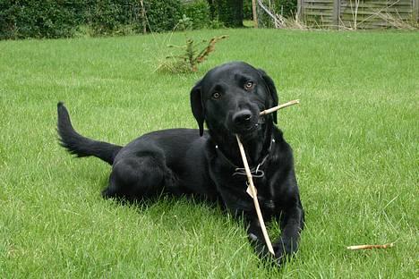 Blanding af racer Balder Himmelhund - Go´ pind billede 4