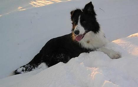 Border collie Tarco *himmelhund* - Tarco i sneen :o) billede 9