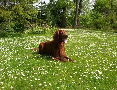 Irsk setter Skovlykkes Frej - Kongen ;) billede 1