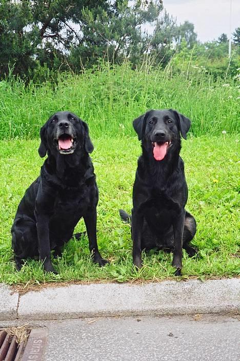 Labrador retriever Zita  billede 1