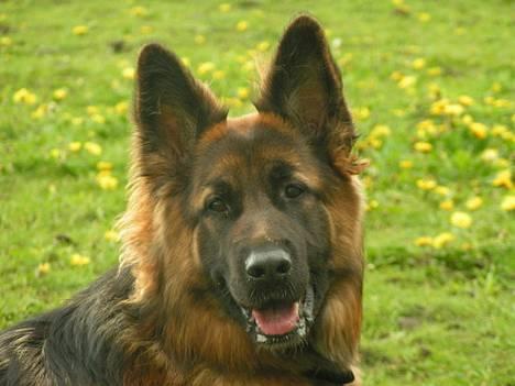 Schæferhund Ronja (2003-2010) billede 1