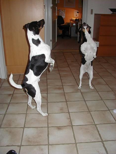 Dansk svensk gaardhund Lucky - Lucky som danser sammen med sin bror King. Lucky til venstre! billede 2