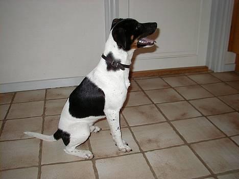 Dansk svensk gaardhund Lucky - Lucky :) *Ss* billede 4