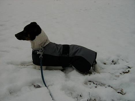Dansk svensk gaardhund Lucky - Brr... Sne!! Det er godt med et hundedækken når der er koldt!! ;) billede 5