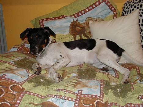 Dansk svensk gaardhund Lucky - Lucky i min seng :) billede 6