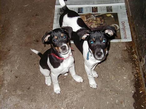 Dansk svensk gaardhund Lucky - Lucky og hans bror som hvalpe. Lucky med det blå halsbånd! :) billede 7